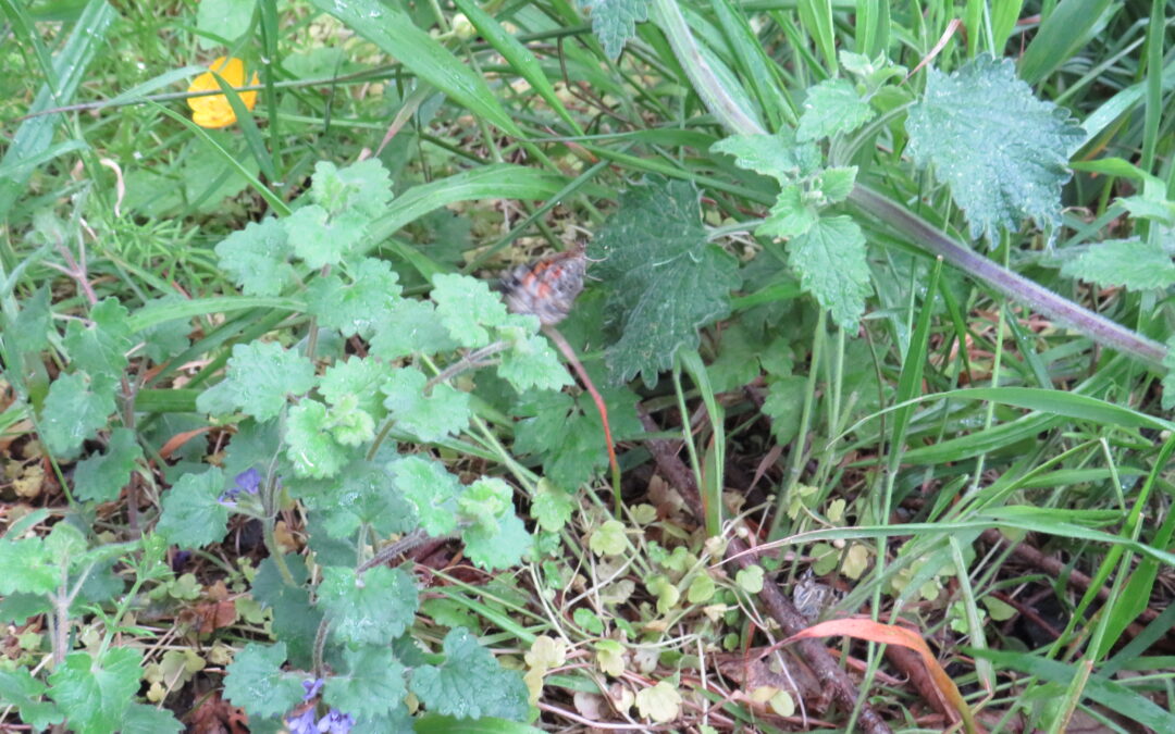 Butterflies into the wild